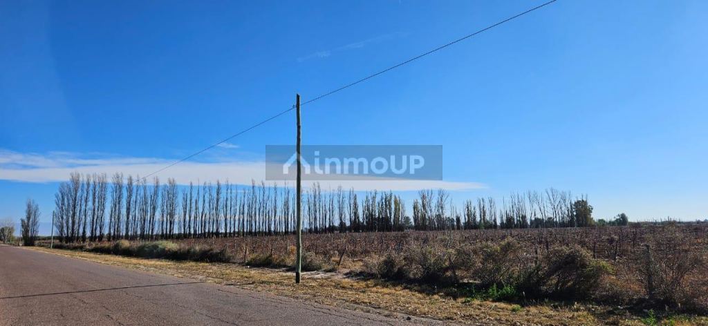 Finca en Venta en Lavalle, Mendoza