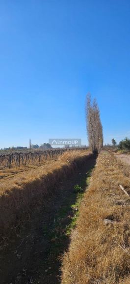 Finca en Venta en Lavalle, Mendoza