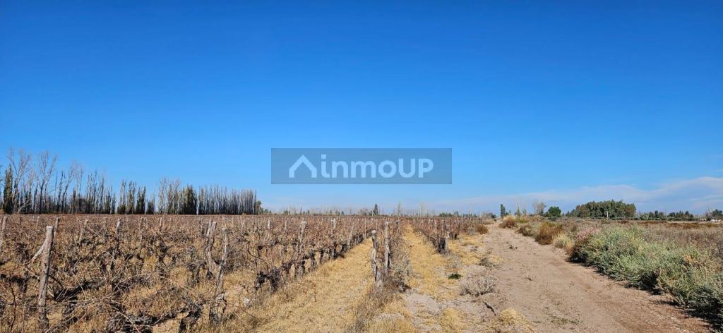 Finca en Venta en Lavalle, Mendoza