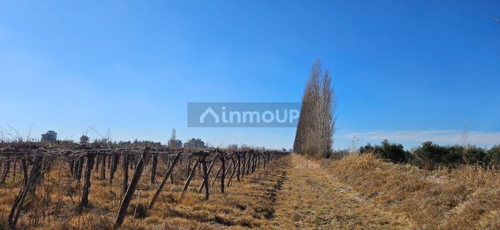 Finca en Venta en Lavalle, Mendoza