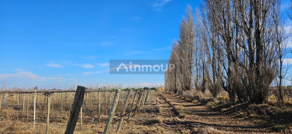 Finca en Venta en Lavalle, Mendoza