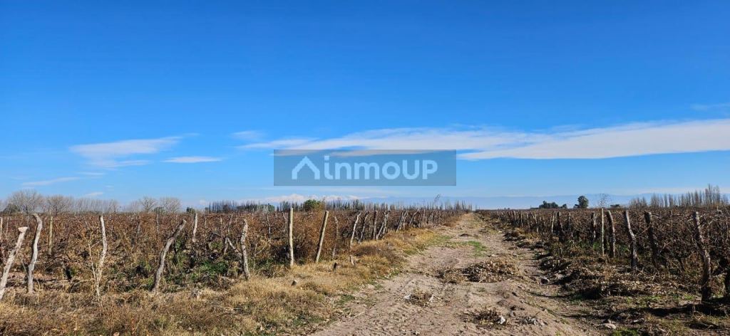 Finca en Venta en Lavalle, Mendoza
