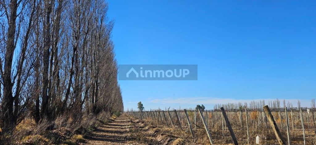 Finca en Venta en Lavalle, Mendoza