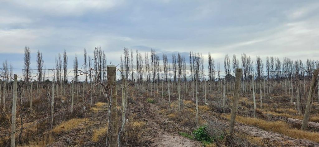 Finca en Venta en Lavalle, Mendoza