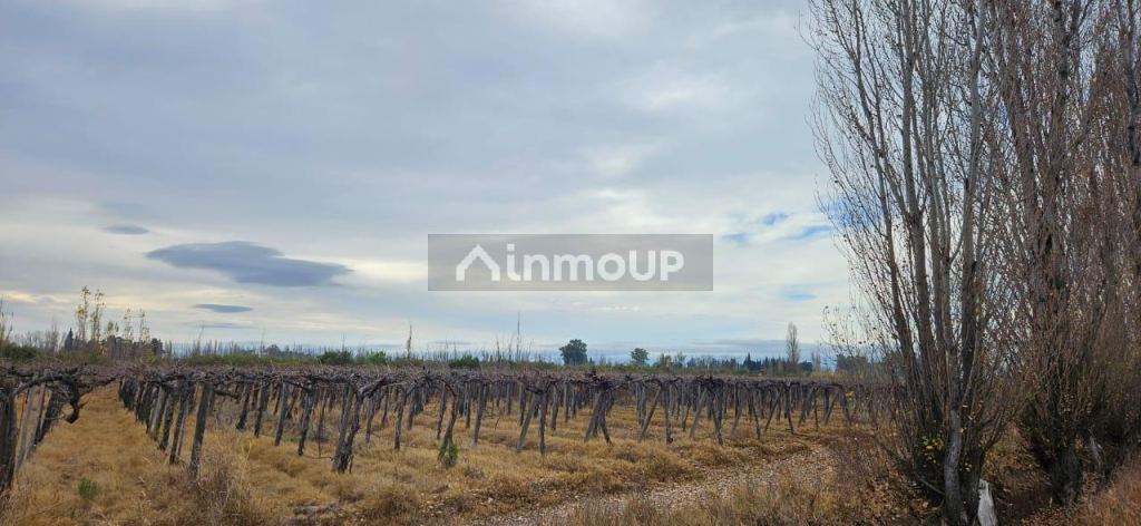 Finca en Venta en Lavalle, Mendoza