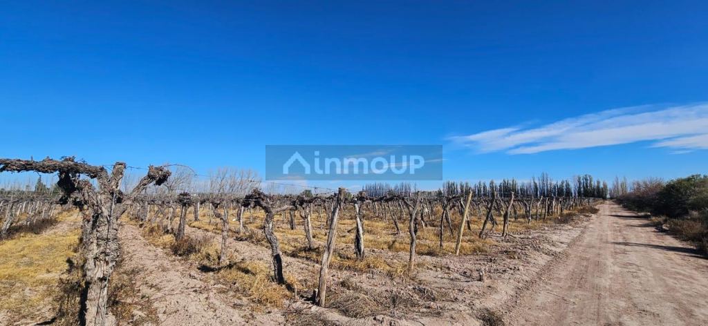 Finca en Venta en Lavalle, Mendoza