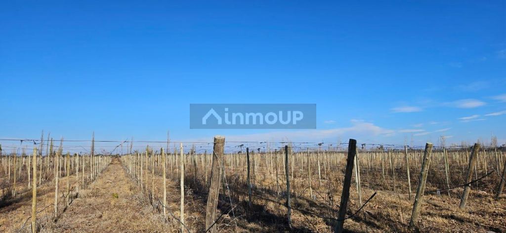 Finca en Venta en Lavalle, Mendoza