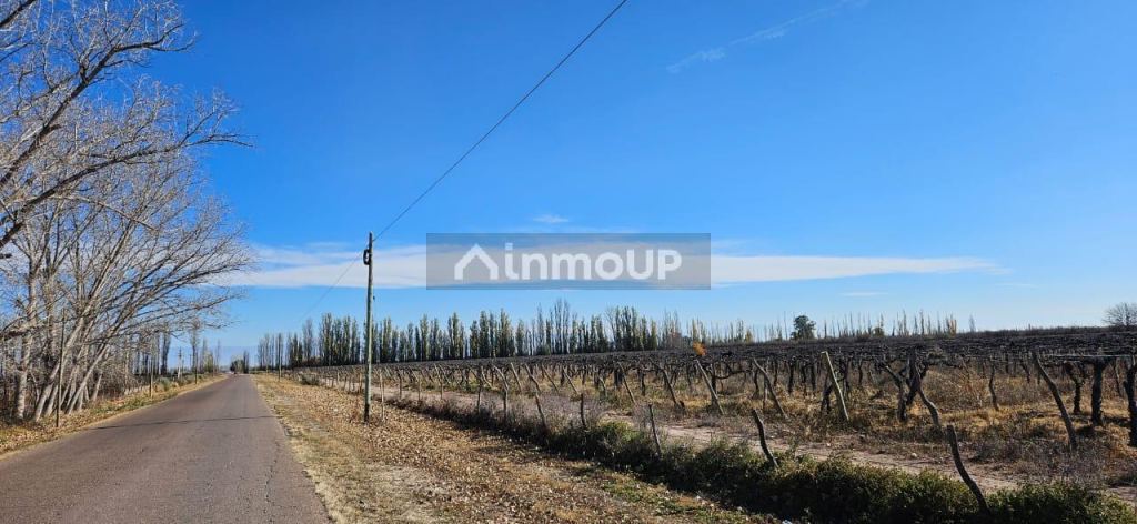 Finca en Venta en Lavalle, Mendoza