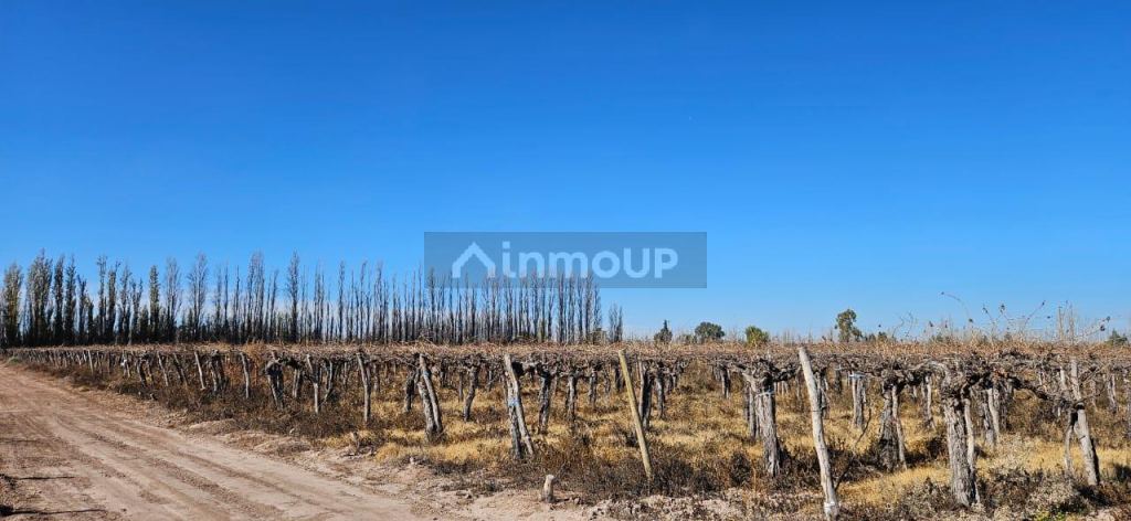 Finca en Venta en Lavalle, Mendoza