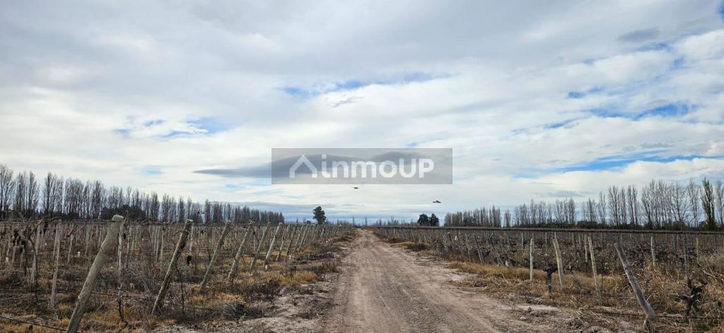 Finca en Venta en Lavalle, Mendoza