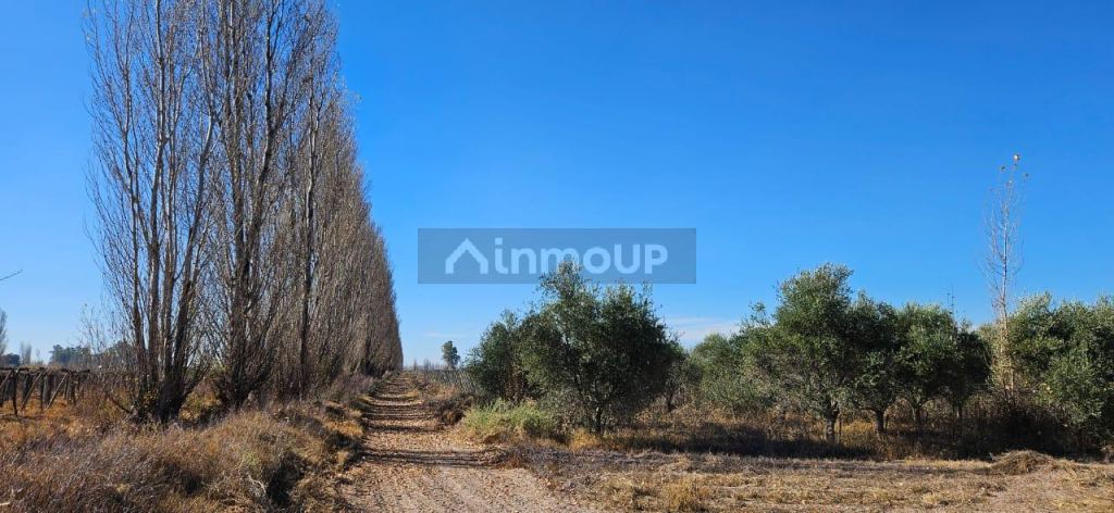 Finca en Venta en Lavalle, Mendoza