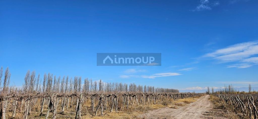 Finca en Venta en Lavalle, Mendoza