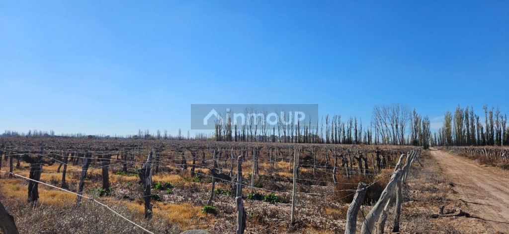 Finca en Venta en Lavalle, Mendoza