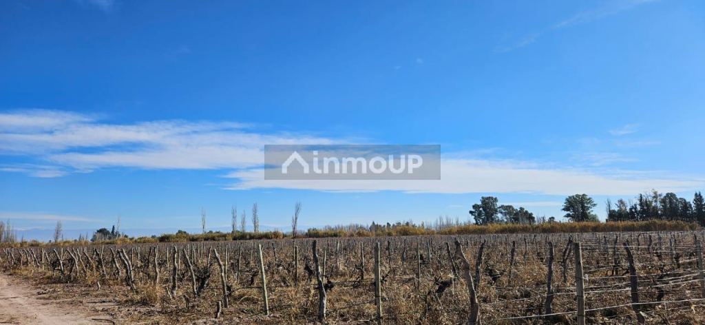 Finca en Venta en Lavalle, Mendoza