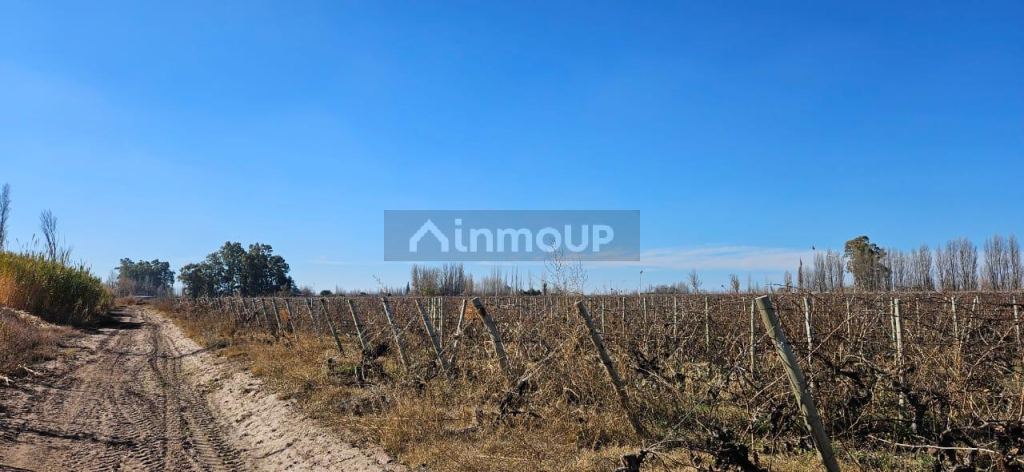 Finca en Venta en Lavalle, Mendoza