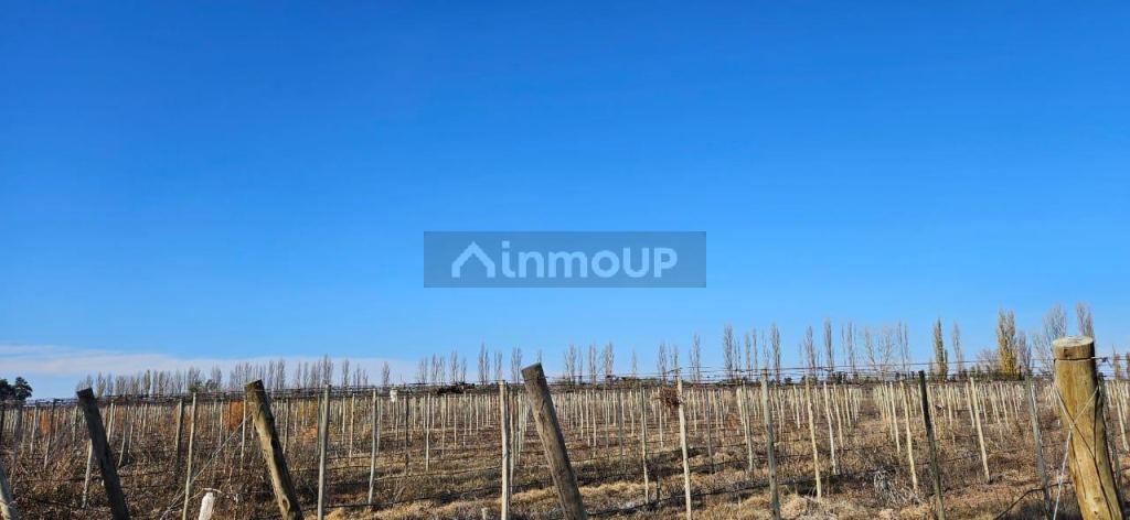 Finca en Venta en Lavalle, Mendoza