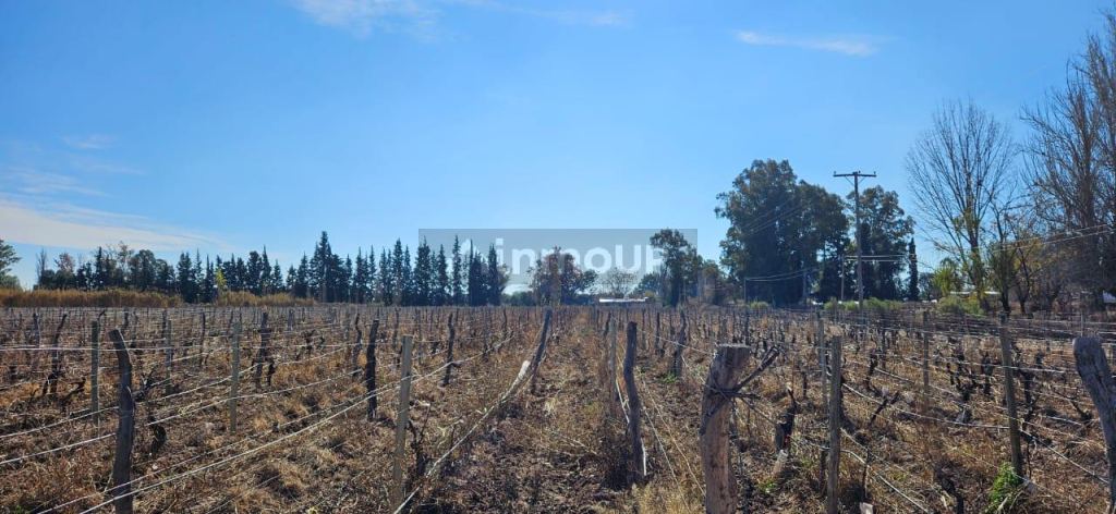 Finca en Venta en Lavalle, Mendoza