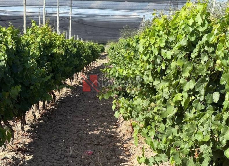 Finca en Venta en Junin, Mendoza