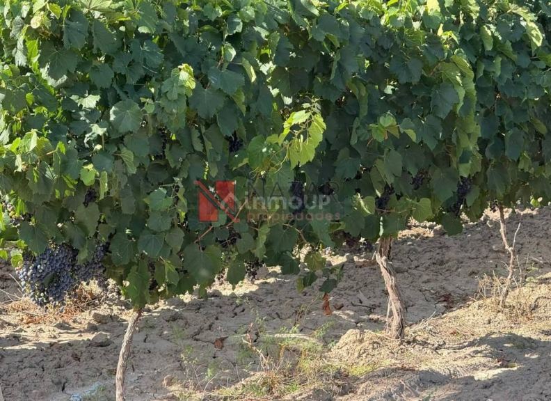 Finca en Venta en Junin, Mendoza