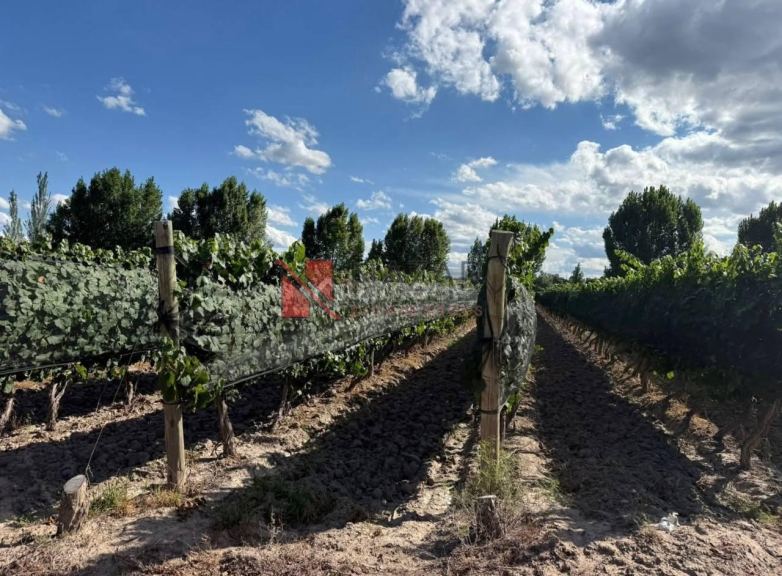 Finca en Venta en Junin, Mendoza