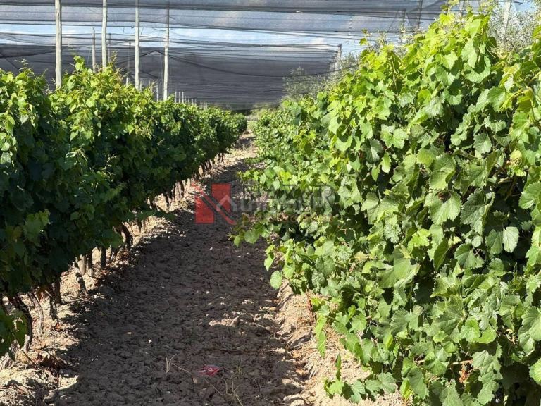 Finca en Venta en Junin, Mendoza