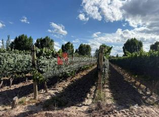 Junin  Los Barriales,  Junin,  Mendoza