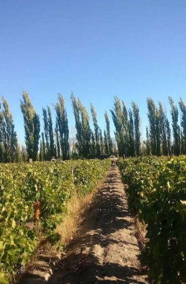 Lote en Venta en San Rafael, Mendoza