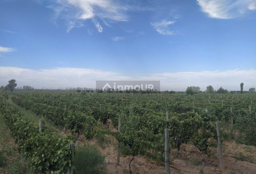 Finca en Venta en Santa Rosa, Mendoza