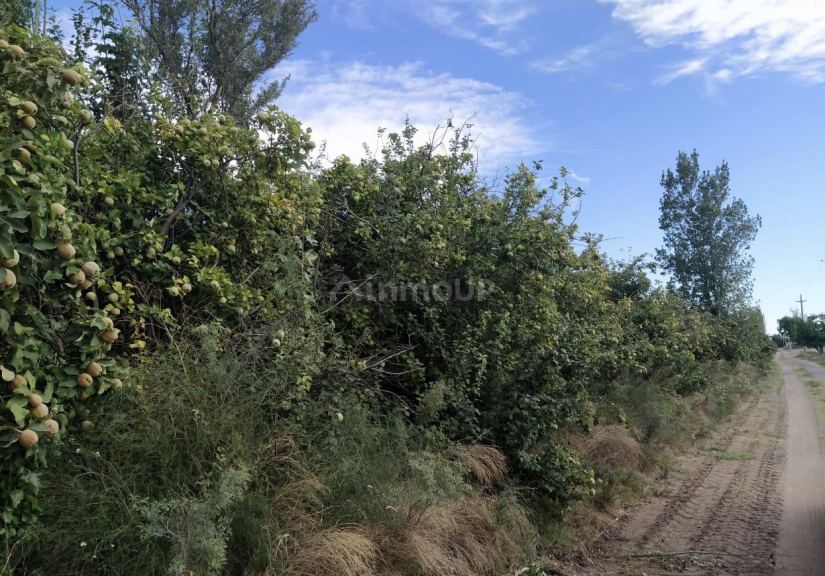 Finca en Venta en Santa Rosa, Mendoza