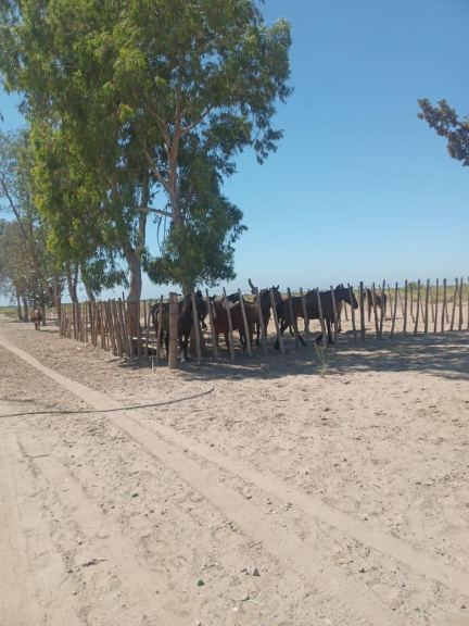 Finca en Venta en Santa Rosa, Mendoza