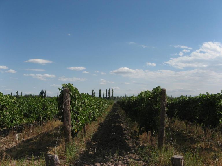 Finca en Venta en Lavalle, Mendoza