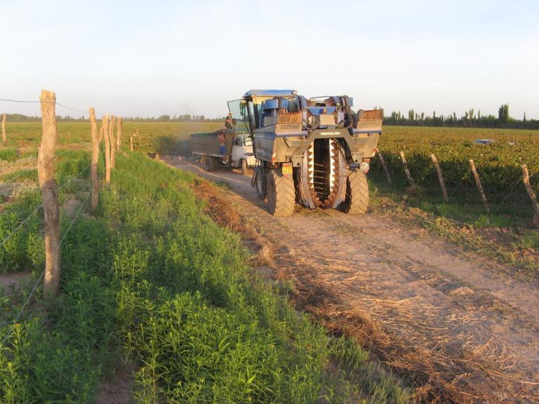 Finca en Venta en Lavalle, Mendoza