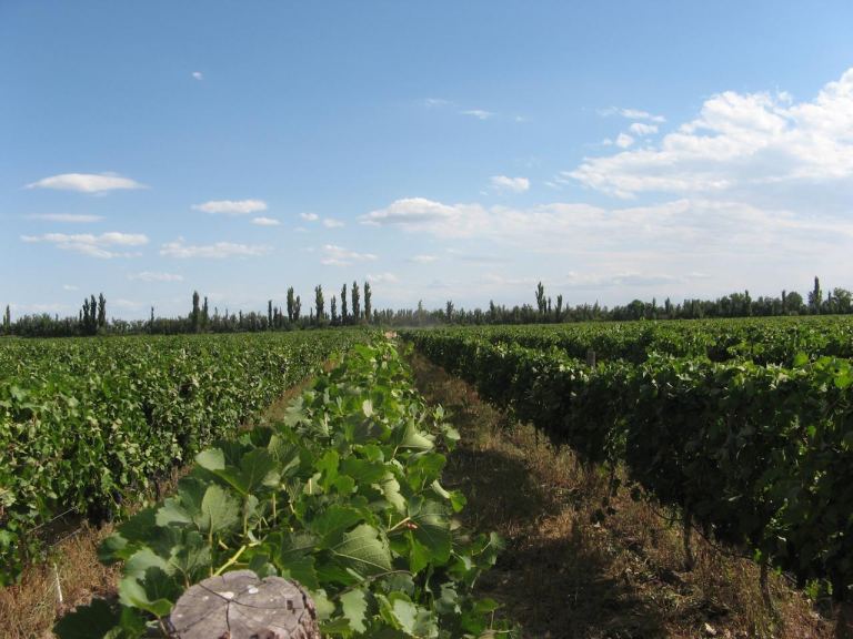 Finca en Venta en Lavalle, Mendoza