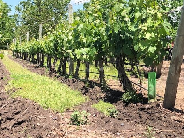 Bodega con Viñedo en Venta en Tupungato, Mendoza