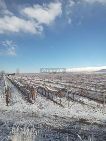 Finca en Venta en San Carlos, Mendoza