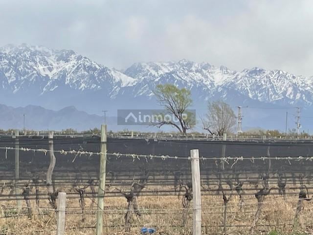 Finca en Venta en San Carlos, Mendoza