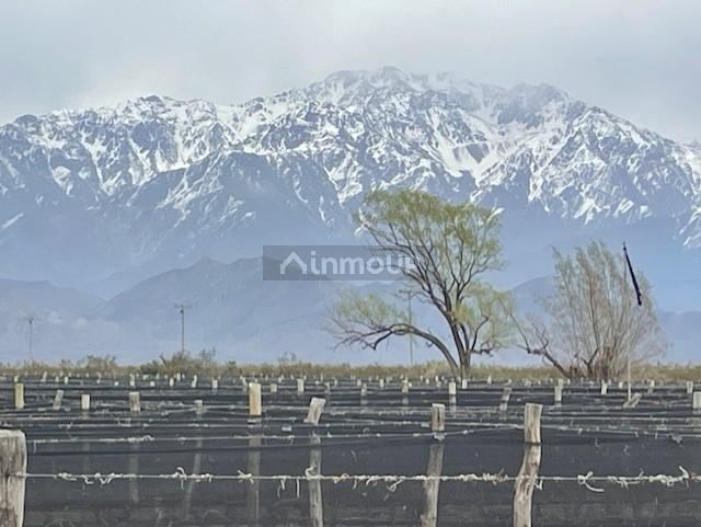 Finca en Venta en San Carlos, Mendoza