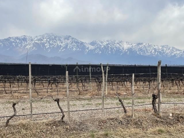 Finca en Venta en San Carlos, Mendoza