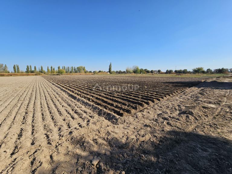 Finca en Venta en Junin, Mendoza