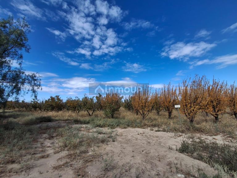 Finca en Venta en San Martin, Mendoza