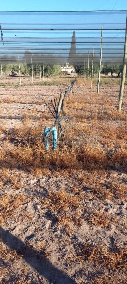 Terreno en Venta en Maipu, Mendoza