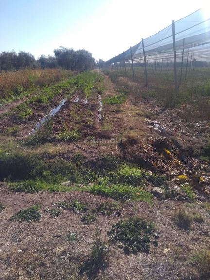 Terreno en Venta en Maipu, Mendoza