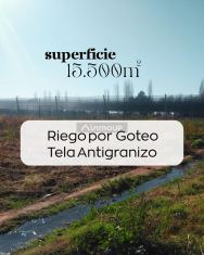 Maipu Belgrano & Roca