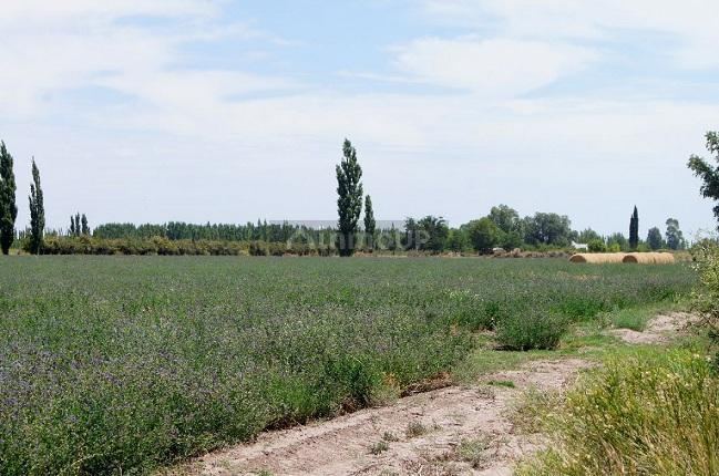 Finca en Venta en General alvear, Mendoza