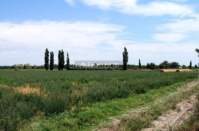 Finca en Venta en General alvear, Mendoza