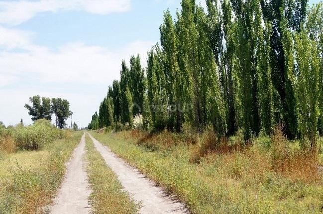 Finca en Venta en General alvear, Mendoza