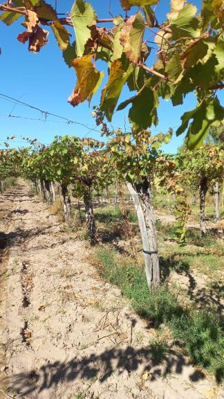 Finca en Venta en San Martin, Mendoza