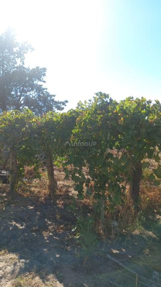 Finca en Venta en San Martin, Mendoza