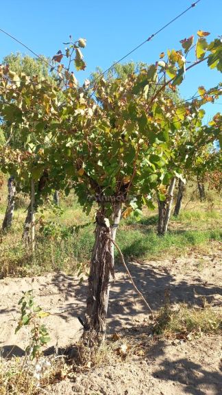 Finca en Venta en San Martin, Mendoza