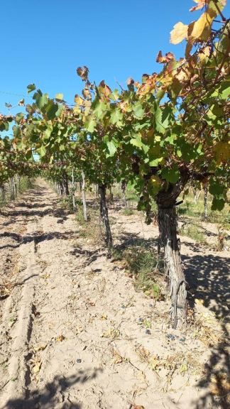 Finca en Venta en San Martin, Mendoza